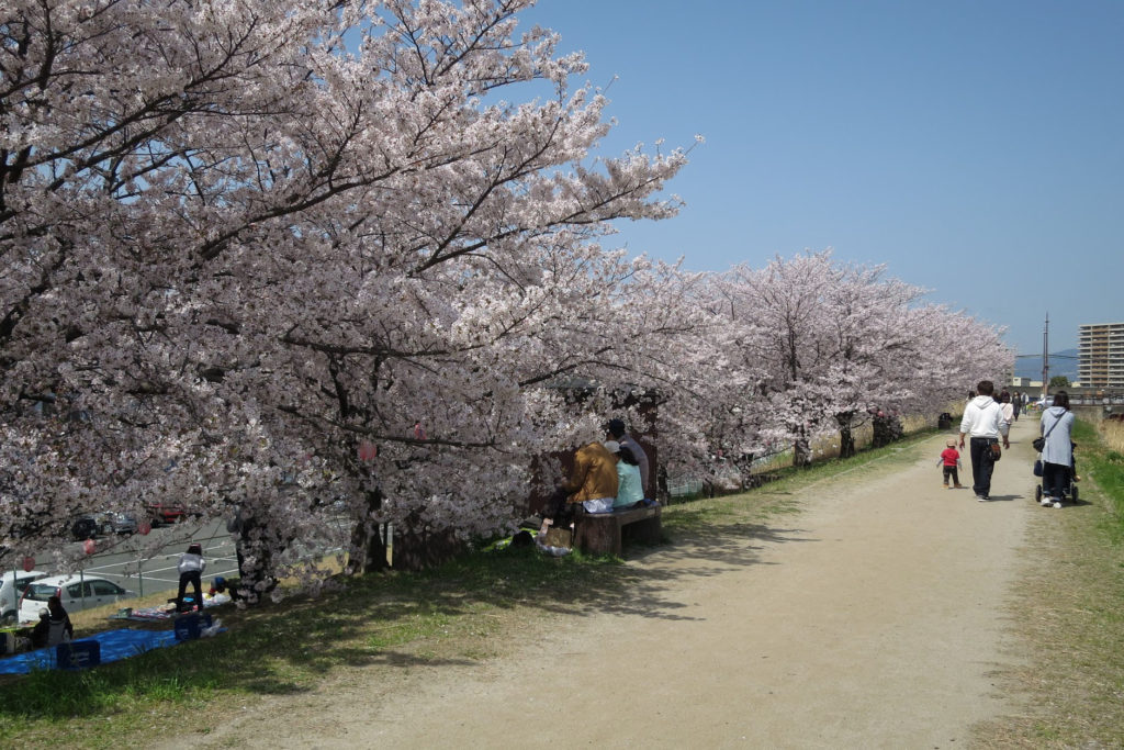 天野川堤防桜植樹
